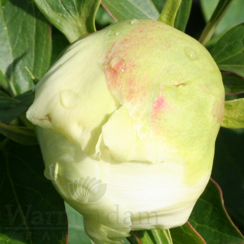 White Emperor | Warmerdam Paeonia